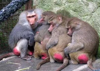 強(qiáng)冷空氣+雨 鄭州終于要下雪了！最低氣溫-6℃！