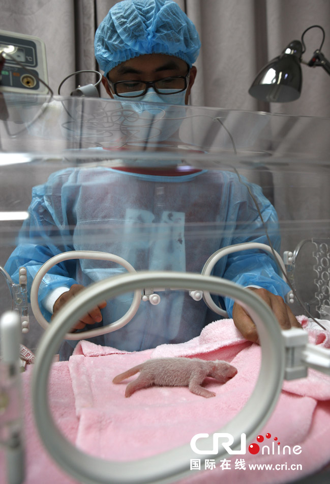 2013年7月11日，成都大熊貓繁育研究基地月亮產(chǎn)房，工作人員在照顧新生大熊貓寶寶。