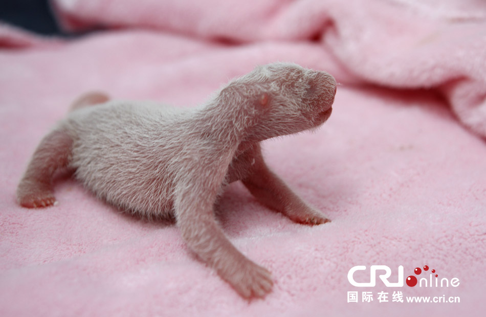2013年7月11日，成都大熊貓繁育研究基地月亮產(chǎn)房，新生大熊貓寶寶在育嬰箱里憨態(tài)可掬。