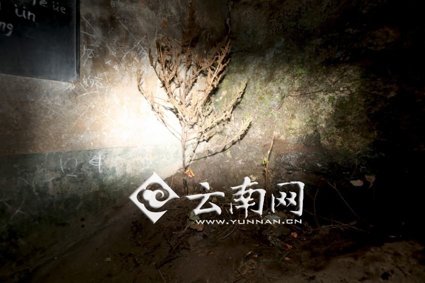 　教室里沒有燈，光線太暗，村民便種下了野蘇麻，希望教室有綠色，讓孩子們看到“希望”。 徐弘毅 攝