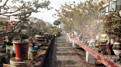 劉光嘉出示博物館內(nèi)部圖片中，擺放著各種盆景。