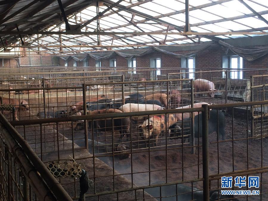 穗豐園里的豬舍（2013年12月8日攝）。新華社記者 程子龍 攝