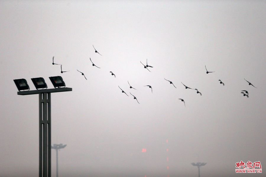 一群小鳥(niǎo)在霧霾中尋找出路