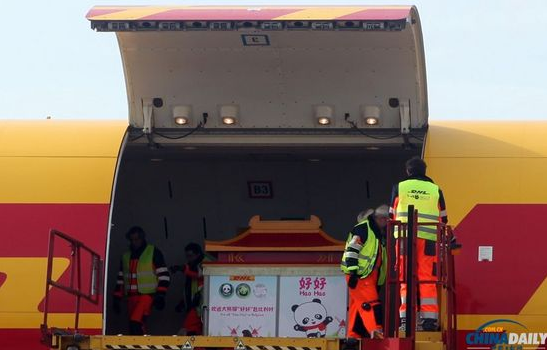 大熊貓“好好”抵達(dá)布魯薩爾國際機(jī)場。記者 付敬 攝