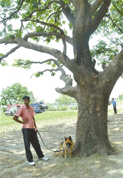兩名少女在這棵樹上被吊死。