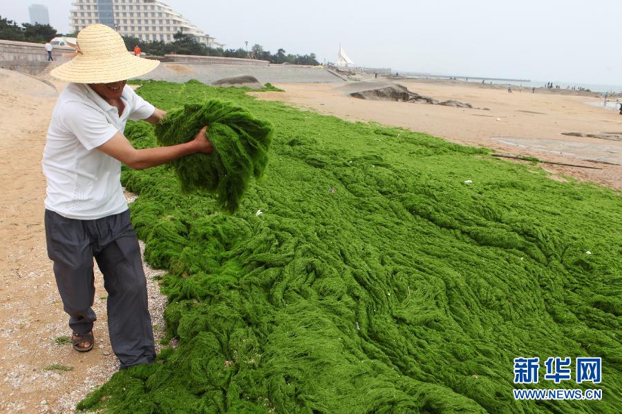 6月10日，山東日照市萬平口景區(qū)管理部門組織工作人員在清理海灘上的滸苔。