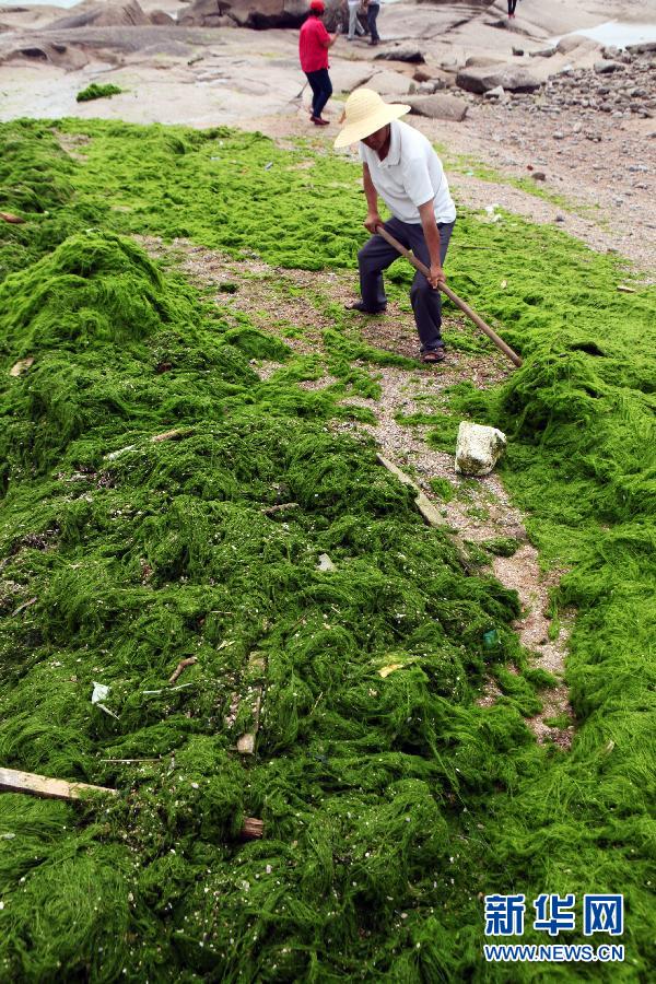 6月10日，山東日照市萬平口景區(qū)管理部門組織工作人員在清理海灘上的滸苔。