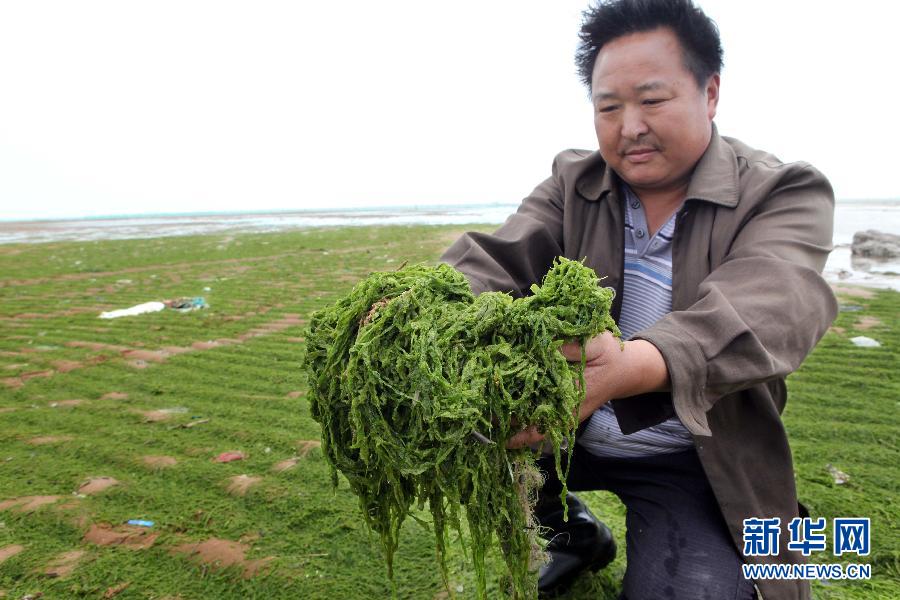 6月10日，在江蘇省連云港市贛榆縣海州灣旅游度假區(qū)，一名漁民在展示清理的滸苔。