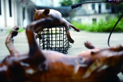 今天上午，玉林很多餐館為即將到來(lái)的狗肉節(jié)備貨，圖為餐館后廚正在加工狗肉 記者 劉暢 攝