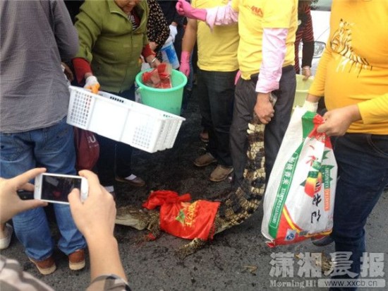 鱷魚被車主抓到。