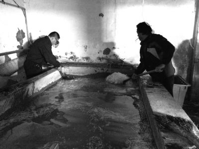 “黑作坊”的豆芽在臟亂不堪的水泥池中清洗。