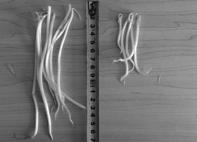 “黑作坊”制售的豆芽（左）和超市銷售的豆芽（右）長度形成鮮明對比。