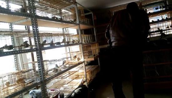 哈爾濱市雙城區(qū)集市上，一家沒有招牌的平房里擺滿了各種野鳥等待出售。