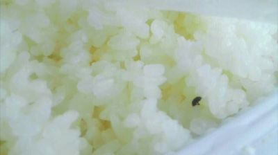 陸先生在高鐵上購(gòu)買(mǎi)的“梅菜扣肉套餐”盒飯。盒飯中的米飯上有芝麻狀的黑色小蟲(chóng)。