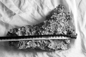 1月30日，新疆青河縣牧民別熱克·薩吾特意外撿到重7.85公斤左右的一塊狗頭黃金