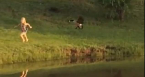 圖二：小女孩遭鵝襲擊向父親求救，但他不但沒有伸出援手，反而狂笑不止。