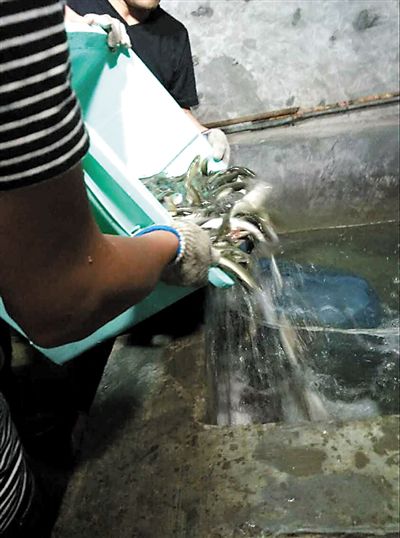 主人將撈上來的魚放進(jìn)魚池。