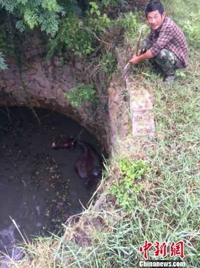 圖為大水牛掉進(jìn)13米深坑，民警消防灌水施救。