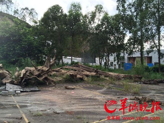 廣東警方回應(yīng)暫扣漁民所撈疑似烏木:依法依規(guī) 廣東警方回應(yīng)暫扣漁民所撈疑似烏木:依法依規(guī)