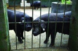 觀測點飼養(yǎng)區(qū)設有豬圈，可觀察豬是否有異常反應