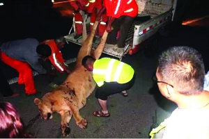 這頭母獅體態(tài)彪悍，重達400斤左右 網(wǎng)絡圖片　