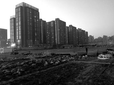 荒地上除堆放一些雜物外，還被附近居民種上了一片大白菜。