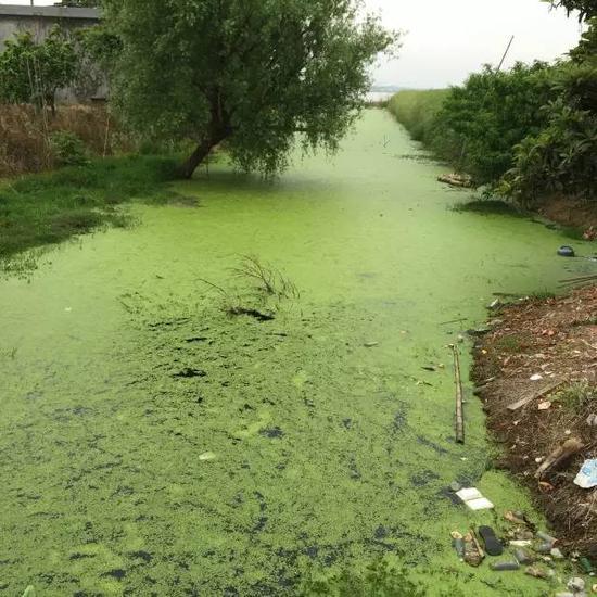 水污染現(xiàn)場，2015年7月 洞庭湖腹地湖南省安鄉(xiāng)縣安豐鄉(xiāng)出口洲社區(qū)房前屋后水網(wǎng)密布，但水污染嚴(yán)重水體發(fā)臭 新華社記者周楠攝
