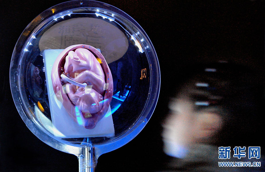 一名小學(xué)生在鄭州科技館內(nèi)參觀介紹遺傳、生育等知識的“奇幻生命之旅”展覽（2007年2月18日攝）。