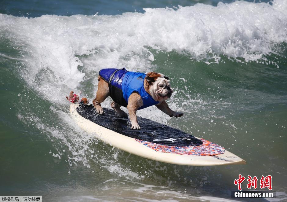 美國狗狗沖浪大賽 汪星人乘風破浪帥氣十足