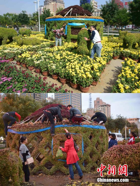 呼和浩特菊花展提前結束 數(shù)萬盆菊花被搬空 呼和浩特菊花展提前結束 數(shù)萬盆菊花被搬空
