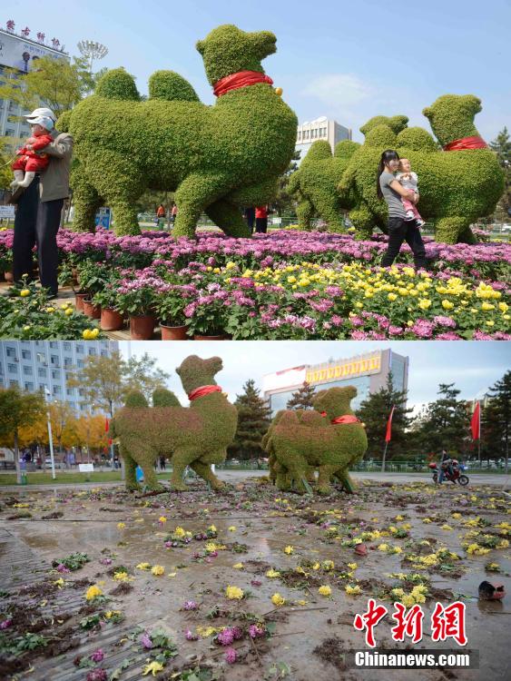 呼和浩特菊花展提前結束 數(shù)萬盆菊花被搬空 呼和浩特菊花展提前結束 數(shù)萬盆菊花被搬空