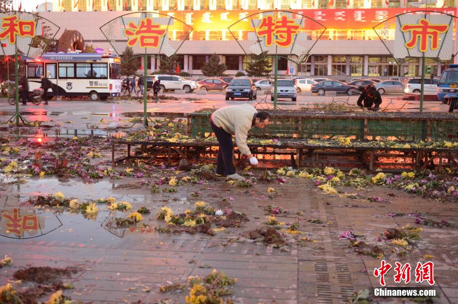 呼和浩特菊花展提前結束 數(shù)萬盆菊花被搬空 呼和浩特菊花展提前結束 數(shù)萬盆菊花被搬空