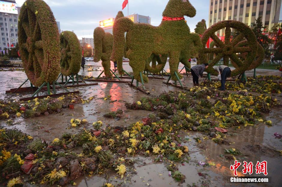 呼和浩特菊花展提前結束 數(shù)萬盆菊花被搬空 呼和浩特菊花展提前結束 數(shù)萬盆菊花被搬空