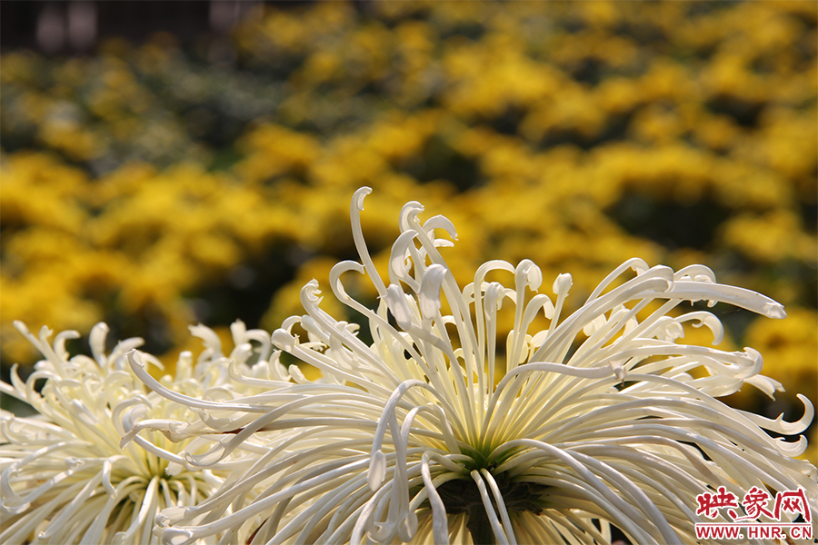 菊花飄香。