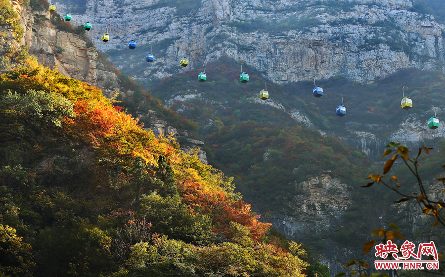 索道下的山坡，陽光灑在色彩繽紛的樹葉上