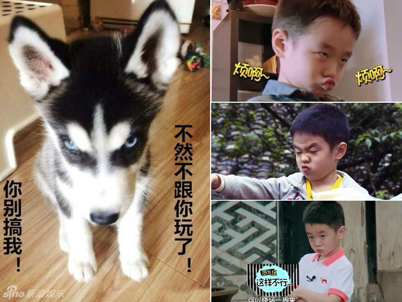 不小心就撞臉了！盤點動物界的明星相