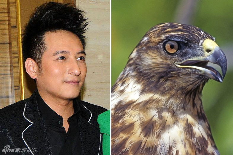 不小心就撞臉了！盤點動物界的明星相