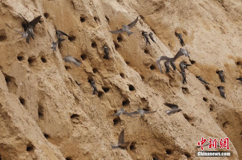 數(shù)千只崖沙燕安家筑巢鄭州一工地 數(shù)千只崖沙燕安家筑巢鄭州一工地