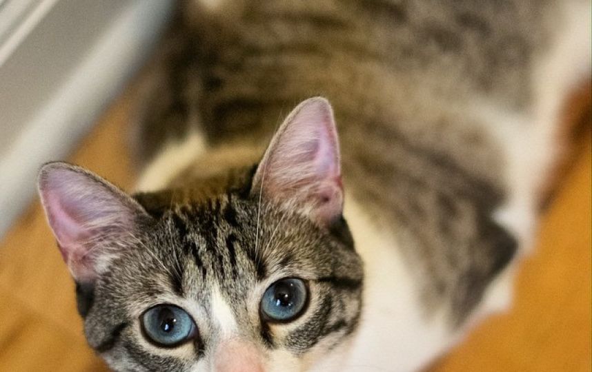 美國殘疾“貓堅(jiān)強(qiáng)”頑強(qiáng)生活