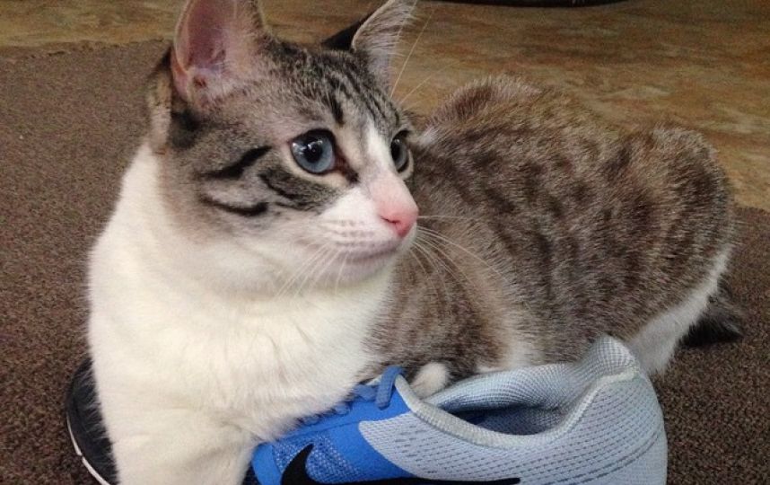 美國殘疾“貓堅(jiān)強(qiáng)”頑強(qiáng)生活