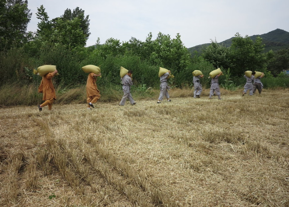 武僧在田間肩扛糧食。