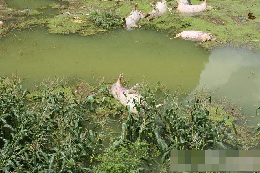 廣西一養(yǎng)殖場被淹 1.6萬余頭死豬浸泡水中 廣西一養(yǎng)殖場被淹 1.6萬余頭死豬浸泡水中