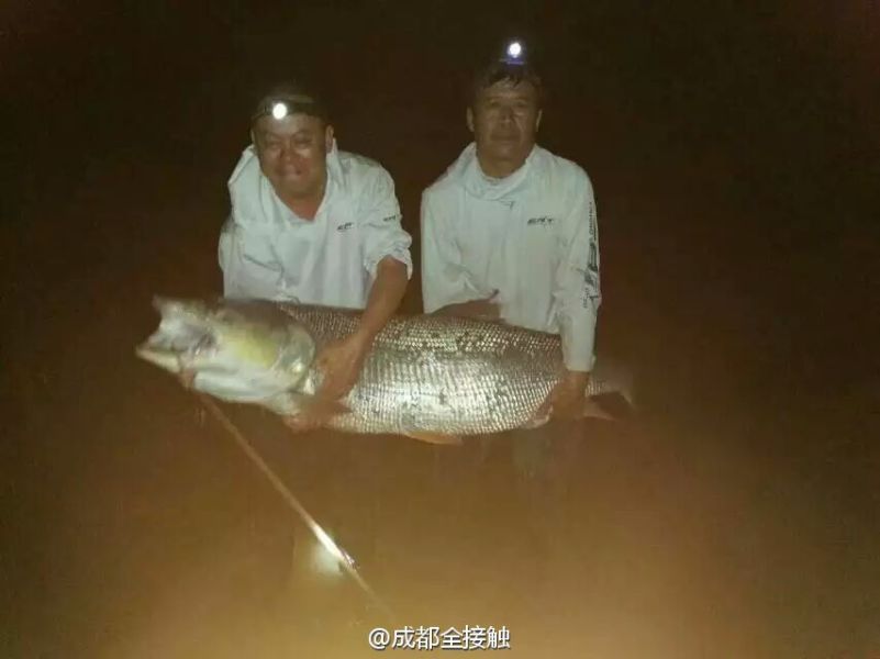 　圖為大魚需要兩個人抱起。