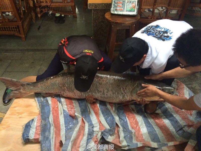 圖為父子倆翻動大魚。