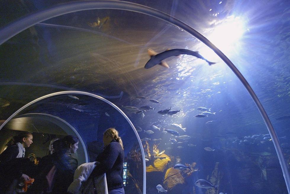 游人們穿梭在海底隧道。