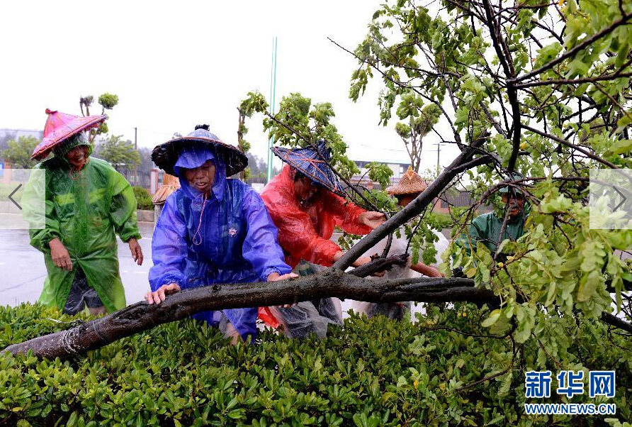  8月8日，工人在福建省石獅市公路邊清理被大風(fēng)吹倒的樹木。