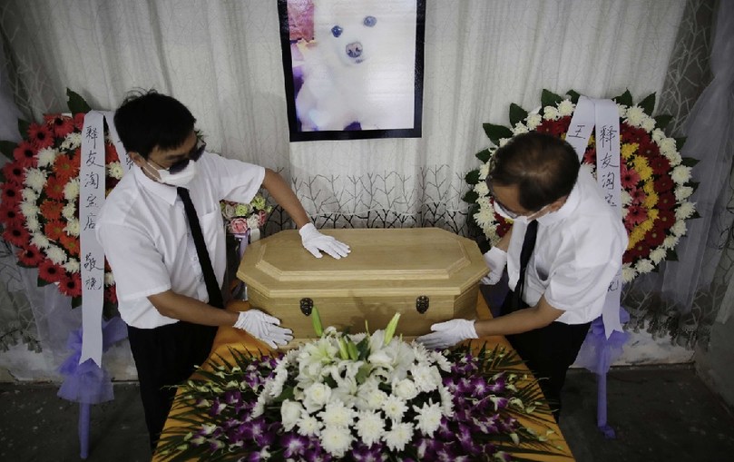 工作人員將寵物狗的靈柩放在靈堂上。