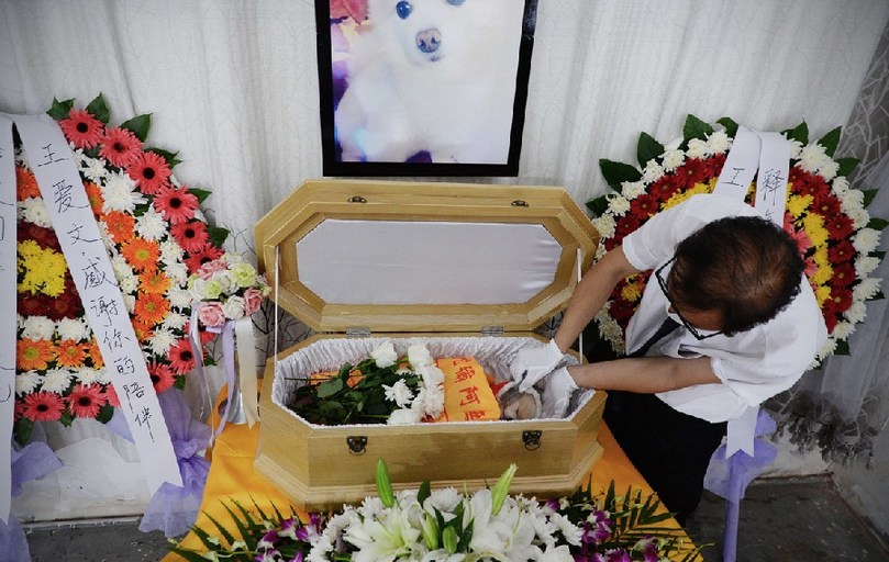 一名工作人員給狗狗整理儀容。