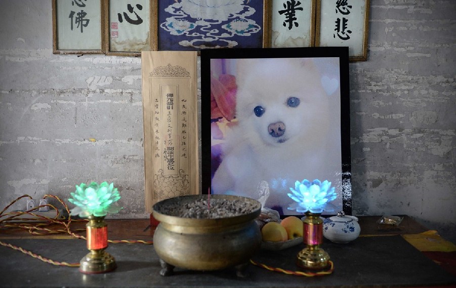 寵物狗的遺像被擺放在寺廟中。