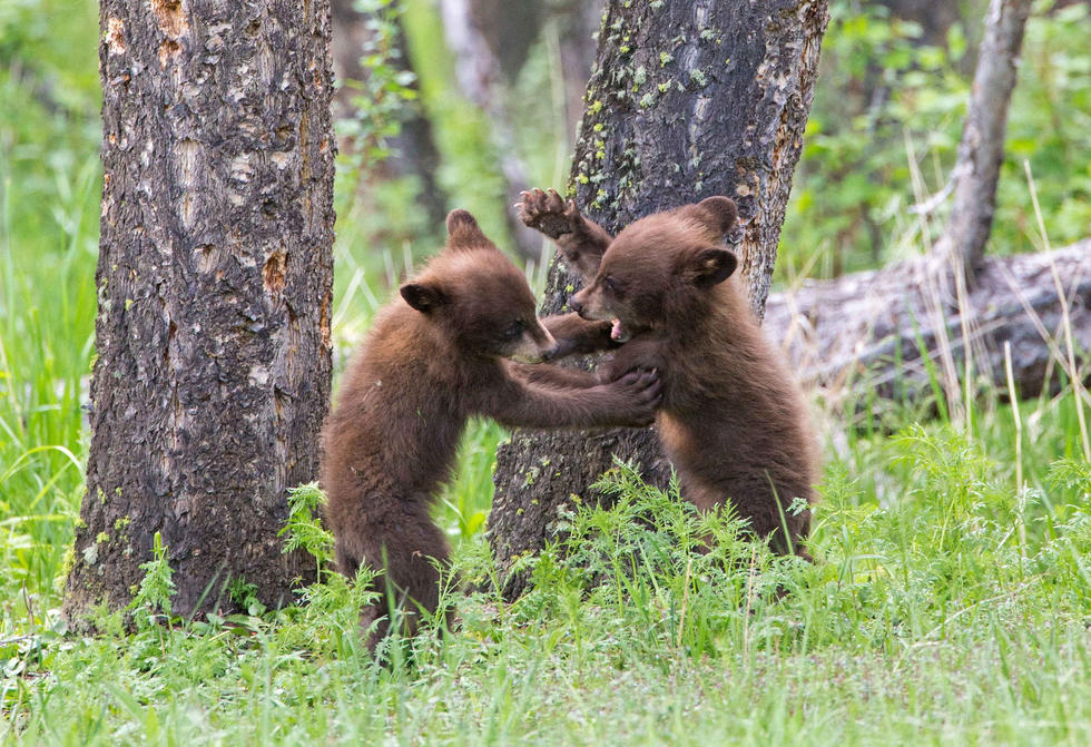 兩只萌噠噠的小熊在一顆大樹(shù)下玩躲貓貓，一會(huì)突然跳出來(lái)嚇唬對(duì)方，一會(huì)對(duì)著彼此做鬼臉，逗趣模樣讓人忍不住捧腹大笑。